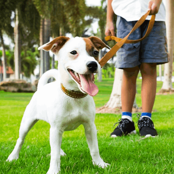Portrait Hundebetreuung